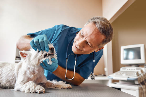 Best Broken or Chipped Tooth Repair in Wichita Falls, TX